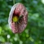 Dutchmans Pipe Vine – #1 Container